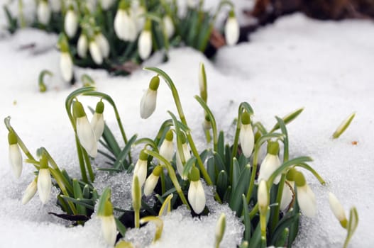 Snowdrops in spring