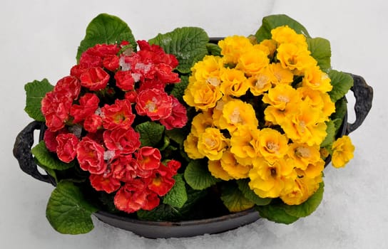 Spring flowers in snow