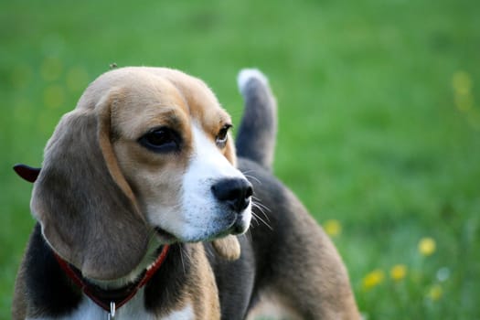 Beagle