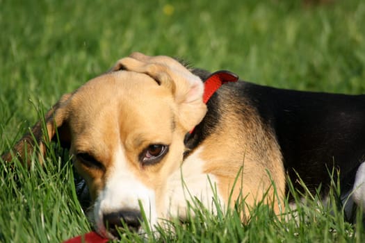 Beagle