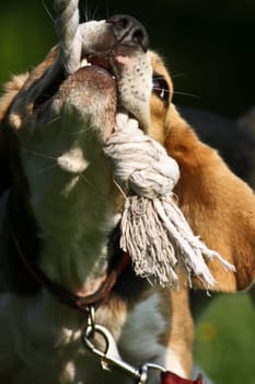 Beagle