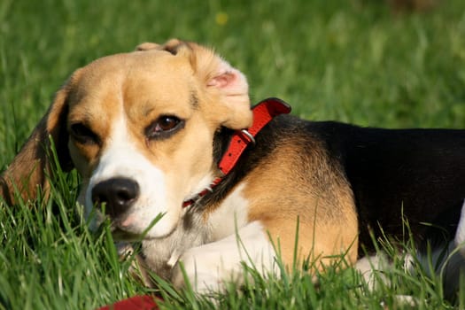Beagle