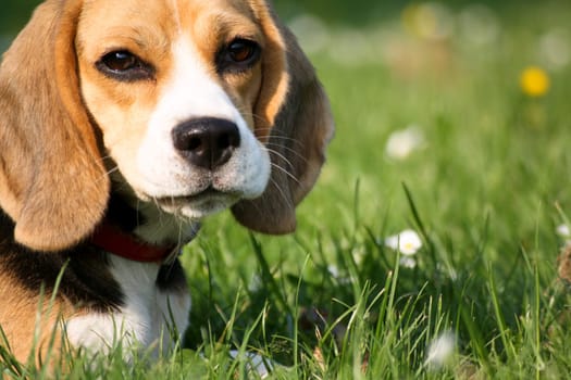 Beagle