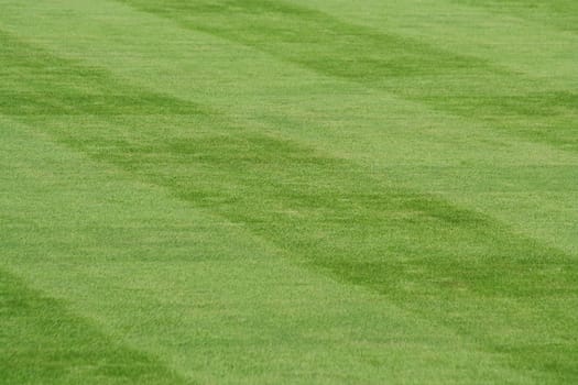 Striped grass