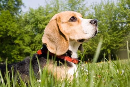 Beagle