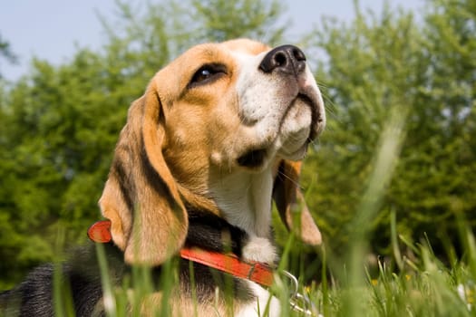 Beagle
