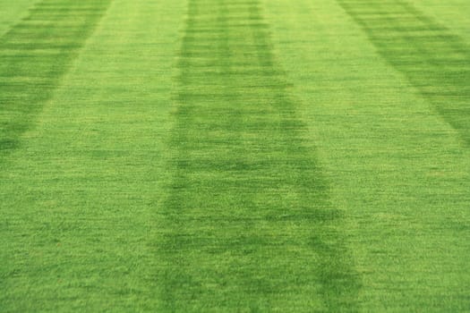 Striped grass
