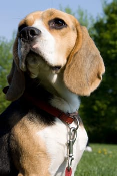 Beagle