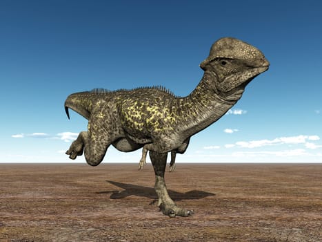 Stegoceras