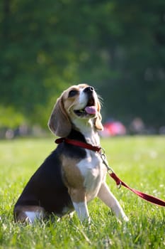 Beagle