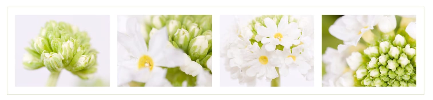 Globe primrose [Primula denticulata]