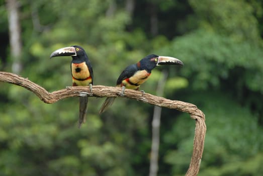 Collared Arassari