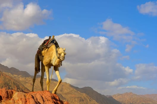 Dromedary as a summiteer
