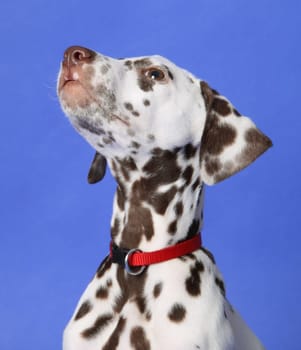 Dalmatian