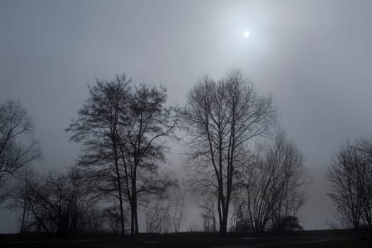 Shade trees