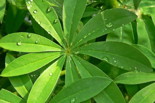 Green leaves with water drops