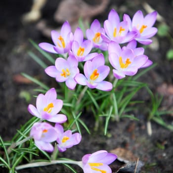 Heralds of spring - Crocus