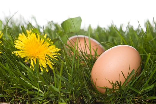 eggs on grass