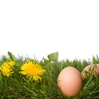 eggs on grass