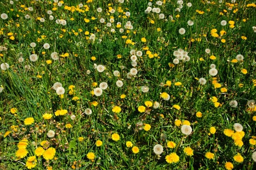 Dandelions and dandelions