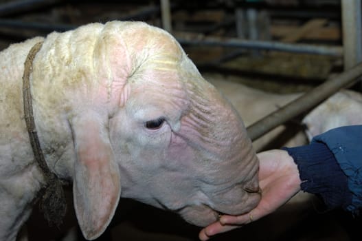 Hand feeding a sheep