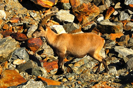 Young Alpine ibex