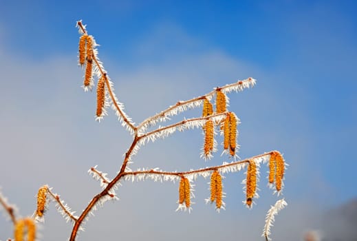 Hazel kitten with ice crystals after a cold night