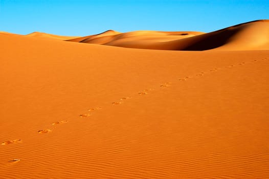 Footprints in the desert sand
