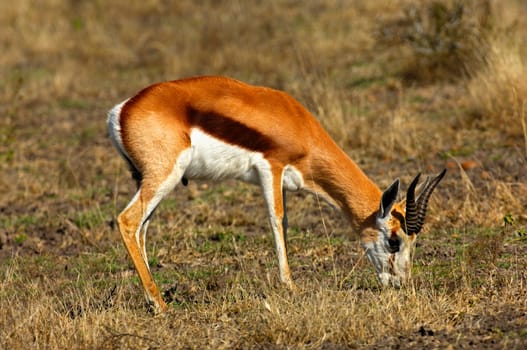 Grazing Springbok,Africa