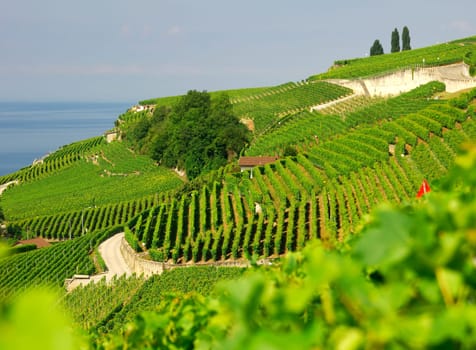 Weinbergterrassen,Vaud,Switzerland