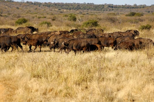 Herd of buffalo,Syncerus caffer,in the African Savane,South Africa