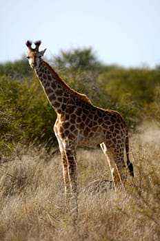 Giraffe in the savannah