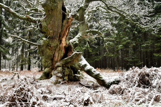 very old oak in the Reinhardswald