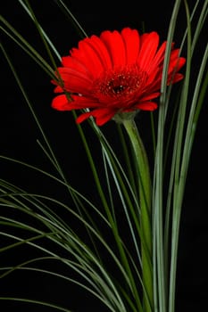 Gerbera