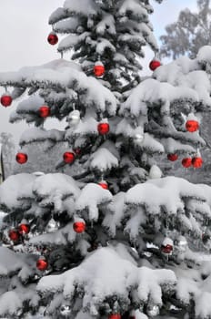 Christmas tree traditional without isolated without background