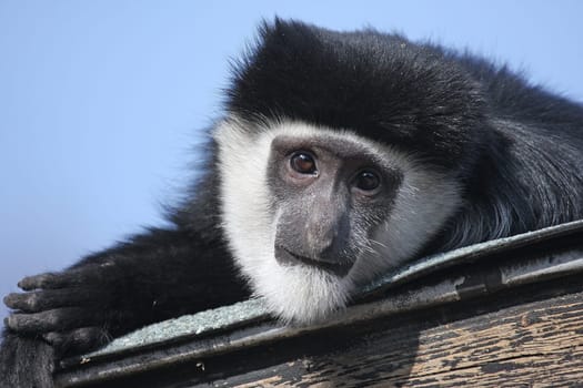 Guereza Monkey