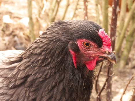 Brahman Hen