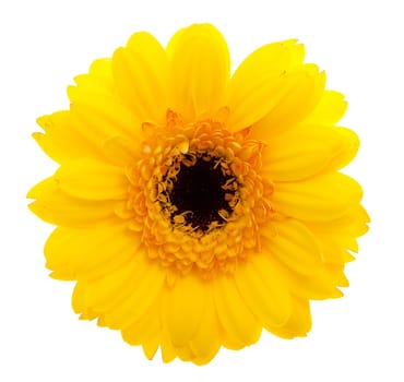 Gerbera orange