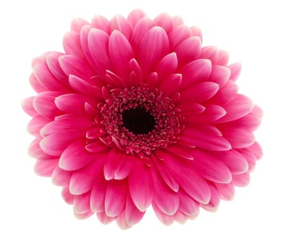 Gerbera orange