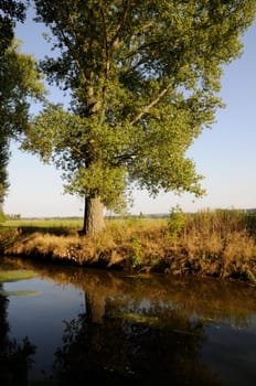 Tree by a stream