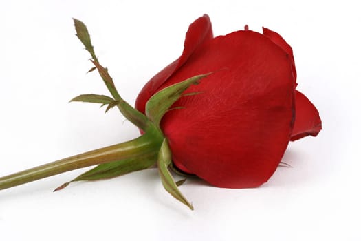 valentines day
