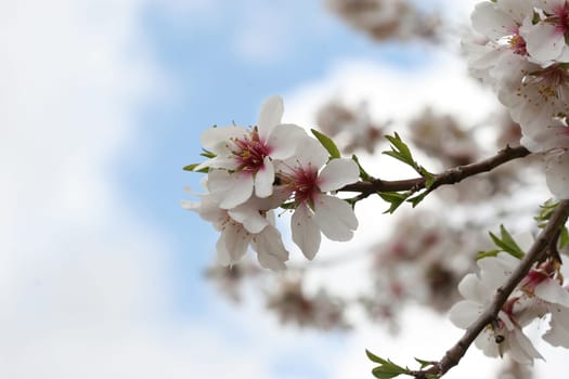 spring