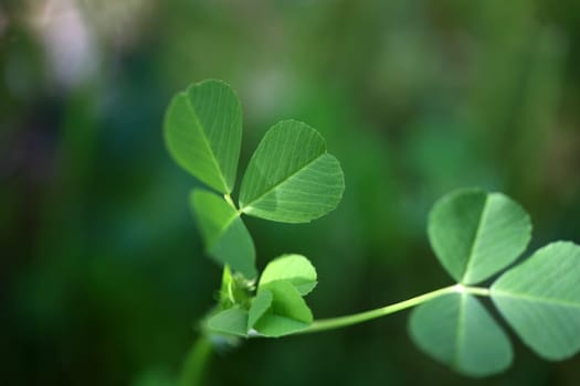 clover background