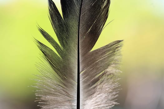 feather background