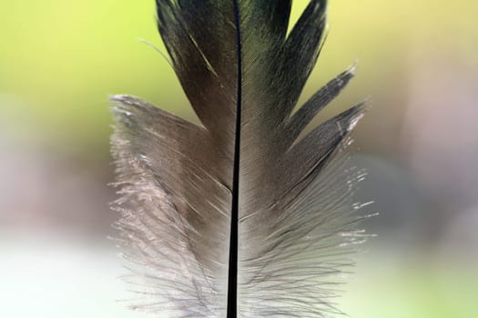 feather background