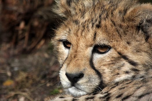 Young Cheetah III