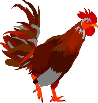 cock