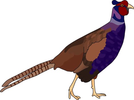 pheasant