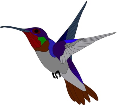 hummingbird