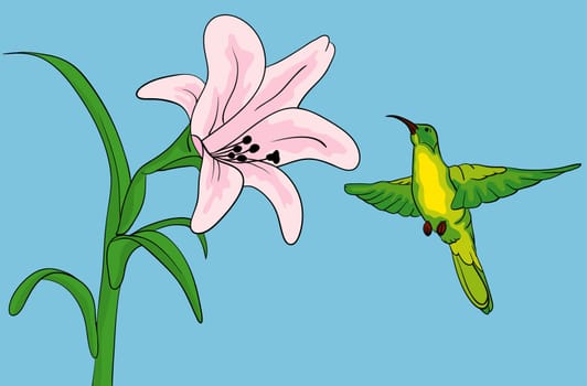 Hummingbird